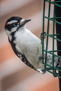 Close-up of bird perching