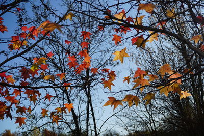 Low angle view of autumnal tree against sky