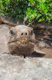 Close-up of a turtle on rock