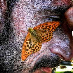 Close-up of butterfly on leaf