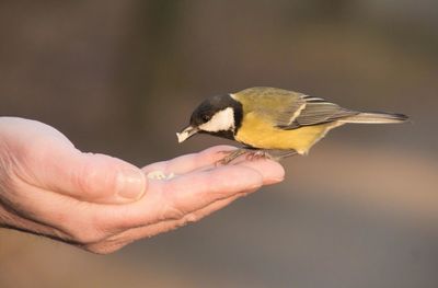 Close-up of hand holding bird