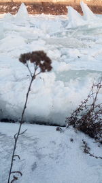 Close-up of frozen tree during winter