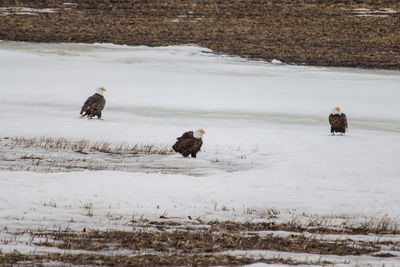 Three bald eagles sitting in a snow covered field.