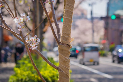 Close-up of cherry blossom on street in city