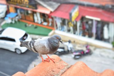 Close-up of seagull perching on wall