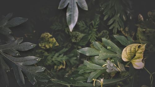 High angle view of fresh plants in water