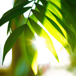 Low angle view of leaves against sky