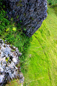 Moss growing on tree trunk