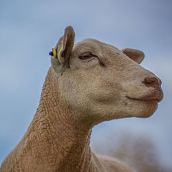 Close-up of a horse against clear sky