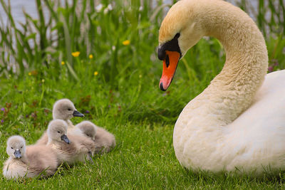 Swans on field