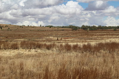 Scenic view of agricultural field with kangaroos