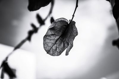Close-up of dried leaves on plant
