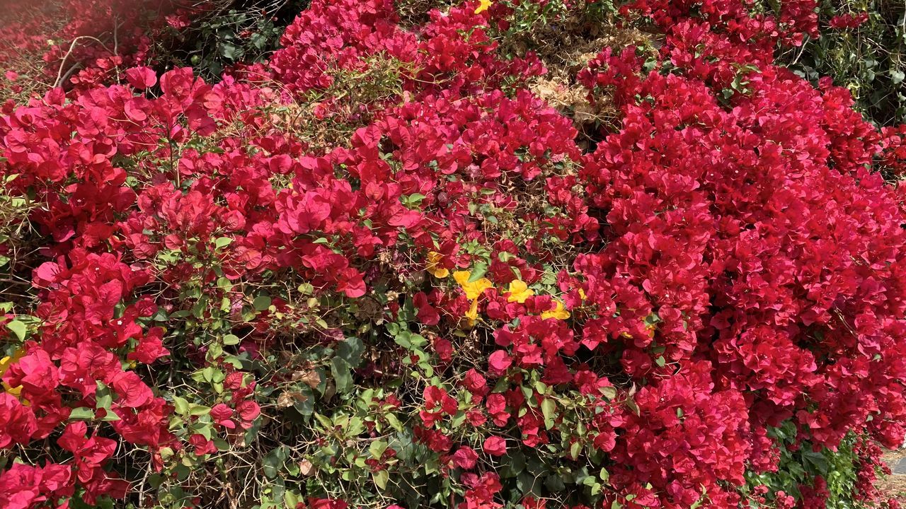 plant, flower, flowering plant, beauty in nature, freshness, growth, fragility, shrub, nature, pink, red, no people, day, high angle view, outdoors, blossom, abundance, springtime, land, botany, close-up, petal, field, full frame, inflorescence, flower head, tranquility