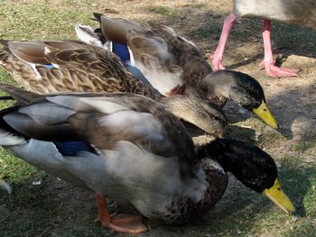 High angle view of mallard duck on field