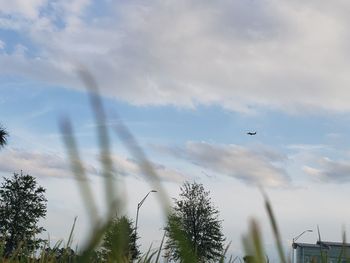 Low angle view of bird flying in sky