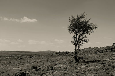 Tree on field against sky