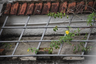 Close-up of plants on roof