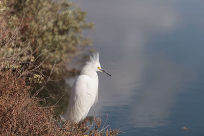 Close-up of snowy egret by lake 