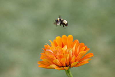 Close-up of bee on flower