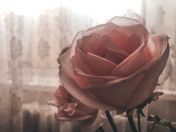 Close-up of rose bouquet