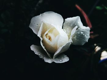 Close-up of white rose