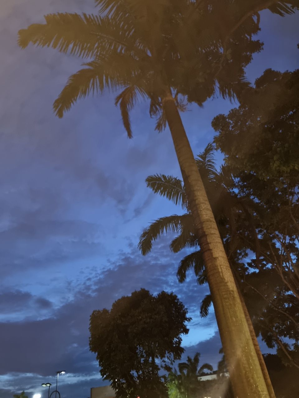tree, plant, sky, nature, palm tree, tropical climate, reflection, cloud, no people, leaf, beauty in nature, sunlight, outdoors, land, tree trunk, scenics - nature, growth, water, tranquility, trunk, branch, low angle view, travel destinations, environment, evening
