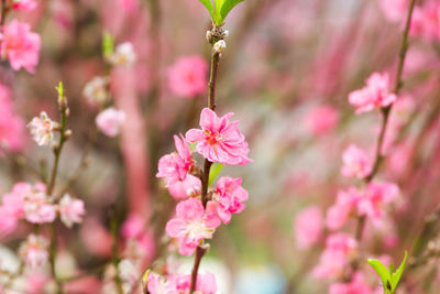 Close-up of pink flowers