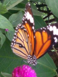 butterfly - insect