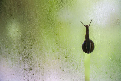 Close-up of snail on condensed glass