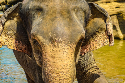 Close-up of elephant