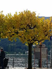 Yellow flowers on tree during autumn