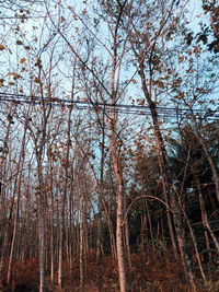 Low angle view of bare trees in forest