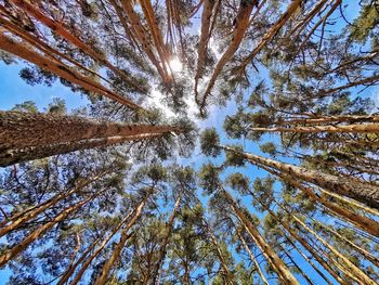 Low angle view of trees against sky