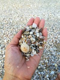 High angle view of person hand holding pebbles at beach