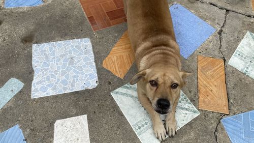 High angle portrait of dog standing on footpath