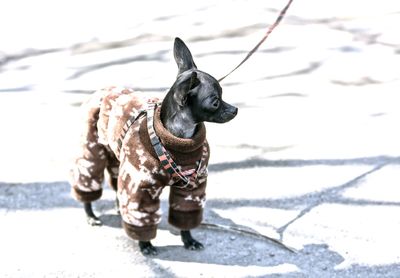 Full length of dog in pet clothing 