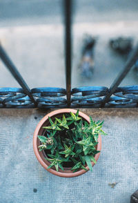 High angle view of potted plants