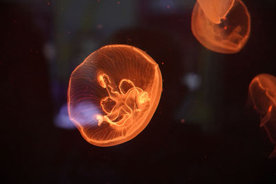 Jellyfish swimming in sea