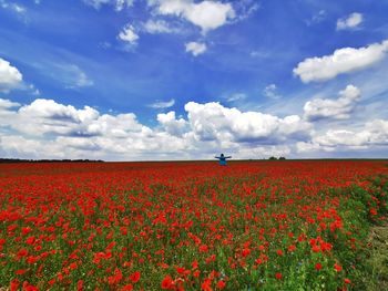 Red poppy flowers on field against sky