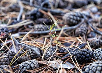 Full frame shot of plants