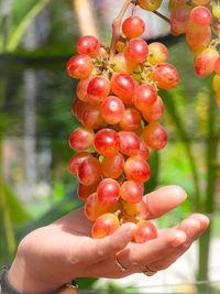 Cropped hand holding red fruit