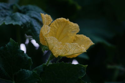 Close-up of yellow flowering plant leaves