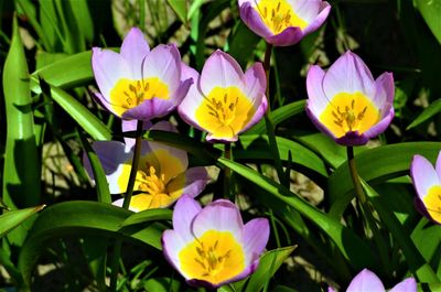 Close-up of purple flowering plants