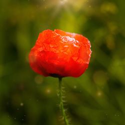 Close-up of wet red poppy flower