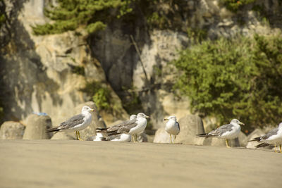 Seagulls perching against rock