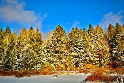 Trees against cloudy sky