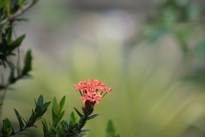 Close-up of flower blooming outdoors