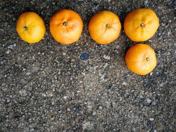 High angle view of orange fruits on land