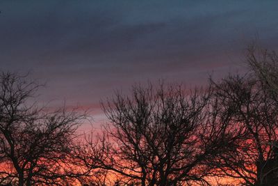 Low angle view of silhouette trees against sky at sunset