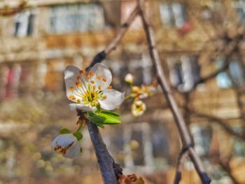Close-up of cherry blossom